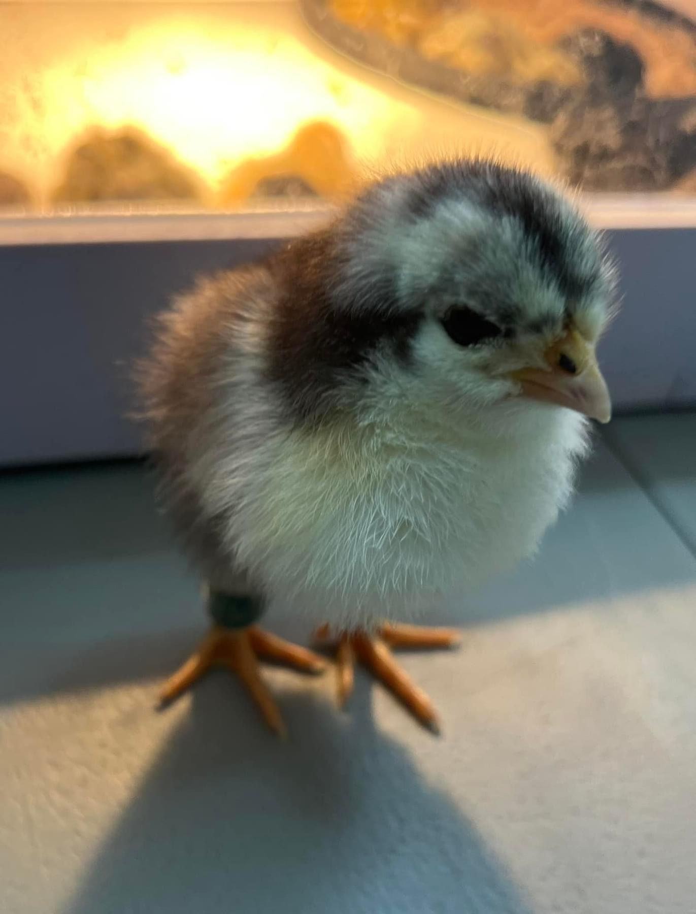 Australorp - Black Chick