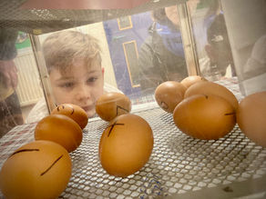 The chickens are here!