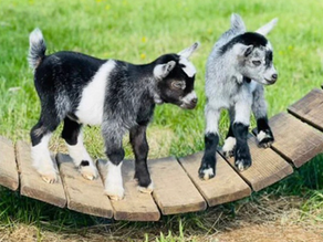 GOAT fund Me!