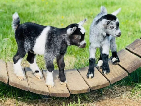 GOAT fund Me!
