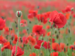 Remembrance Day 2024