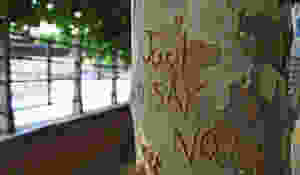 Tree with "just say no" carved into it