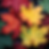 hayner1866_colorful_maple_leaves_in_the_fall_photo_realistic_4256111b-bfb5-4e53-9a5e-8b474