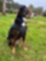 IMG_0117.jpeg