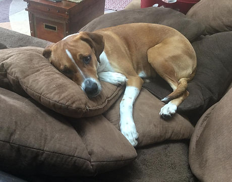 Nellie Sleeping.jpg