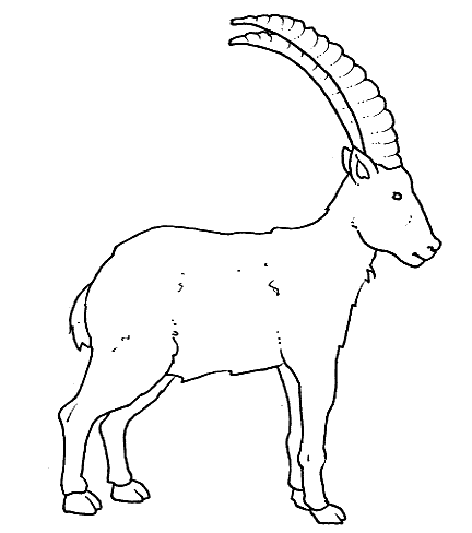stambecco