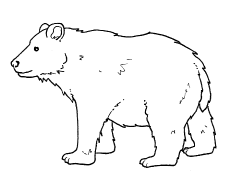 orso bruno