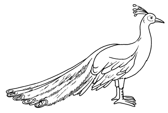 pavone 2