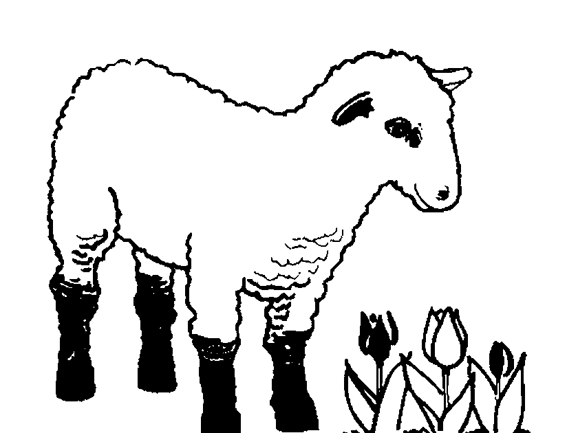 agnello