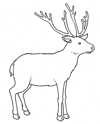 cervo 2