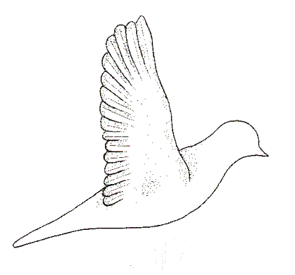 volo