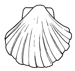 conchiglia