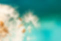 dandelion seeds close up blowing in blue