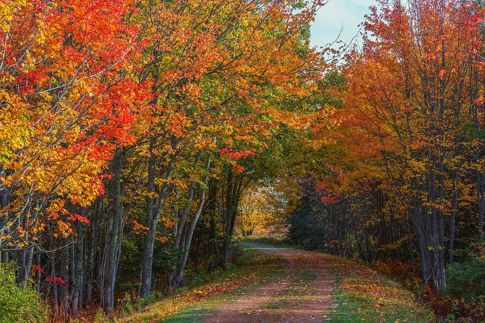 Scenic forest trail surrounded by golden and red autumn leaves, symbolizing cozy fall activities