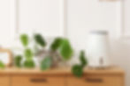 mall modern air purifier with rounded design on a wooden cabinet, beside potted greenery