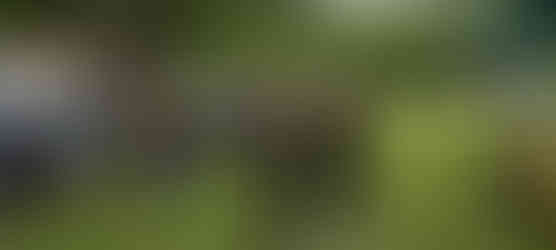 Treez Please of Youngstown, Ohio joined with Plant Ahead Ohio to host an info tables and displays at the annual Riverfest, mahoning River, Youngstown, Ohio