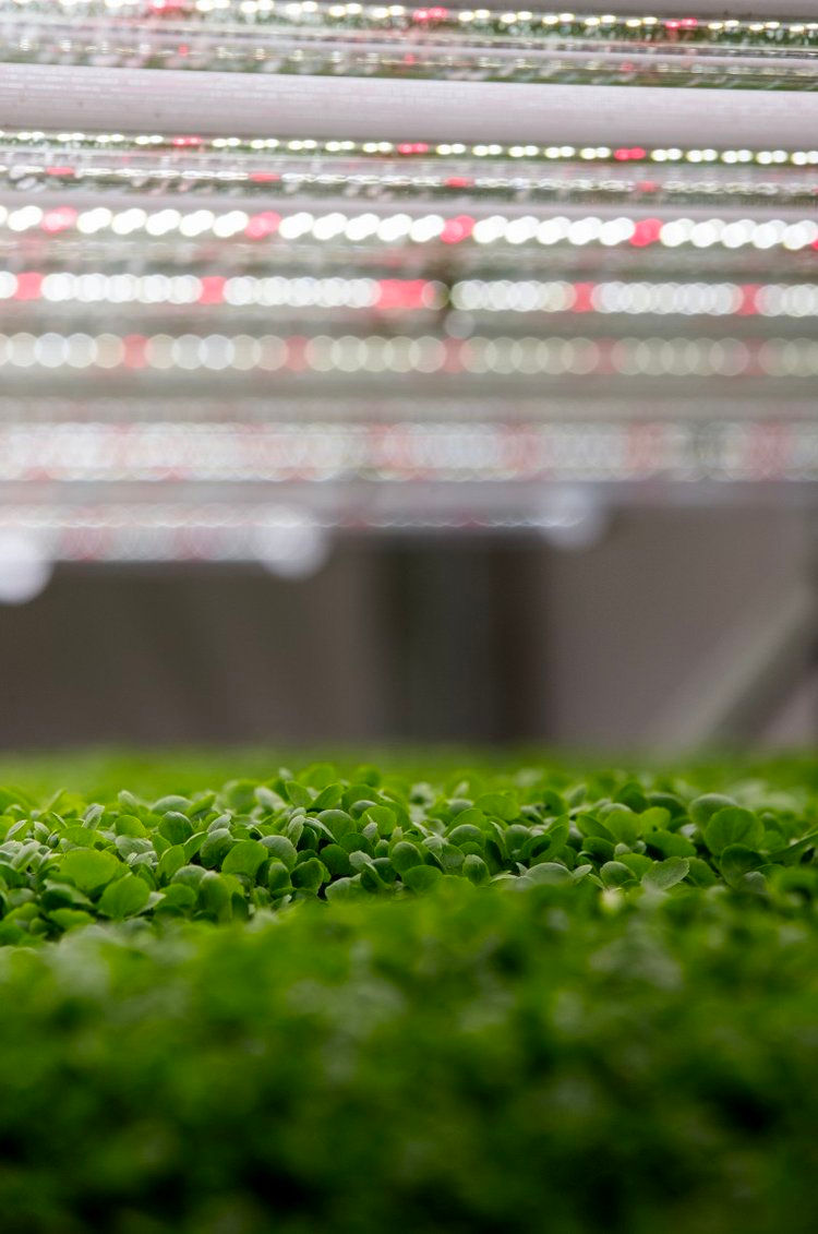'Did you know'... vertical farming has the potential to safeguard food security? 