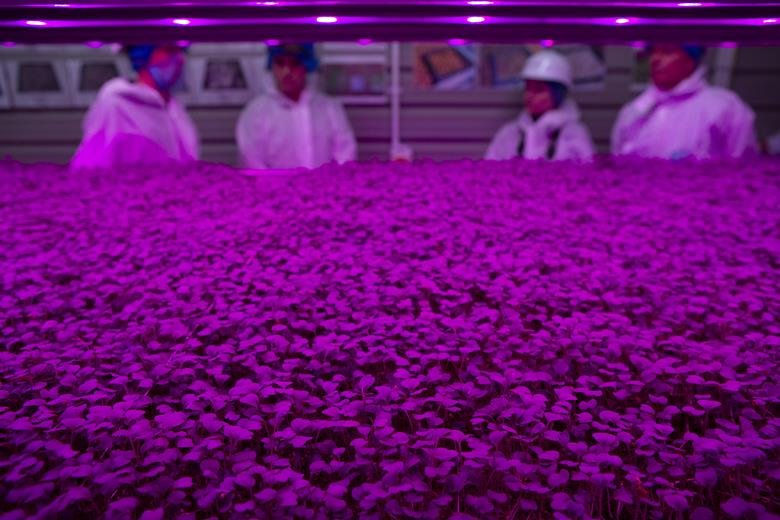 Fischer Farms widens recruitment ahead of major vertical farm