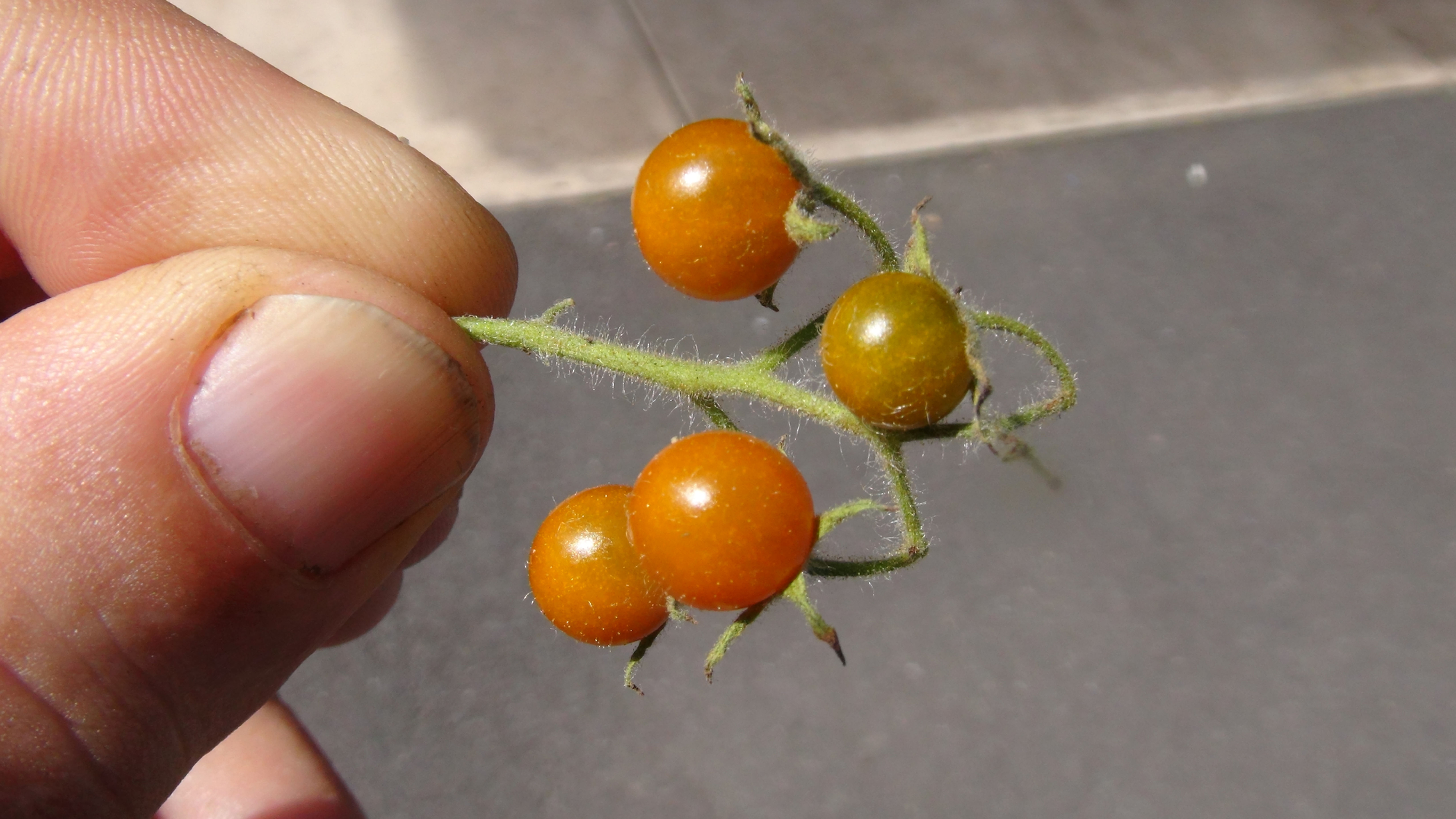 Here is the Galapagos Wild Tomato Hairy Strain (Minor) Type 1, Solanum galapagense. It also goes under the botanical name of