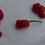Thumbnail: 7 pot bubblegum pepper