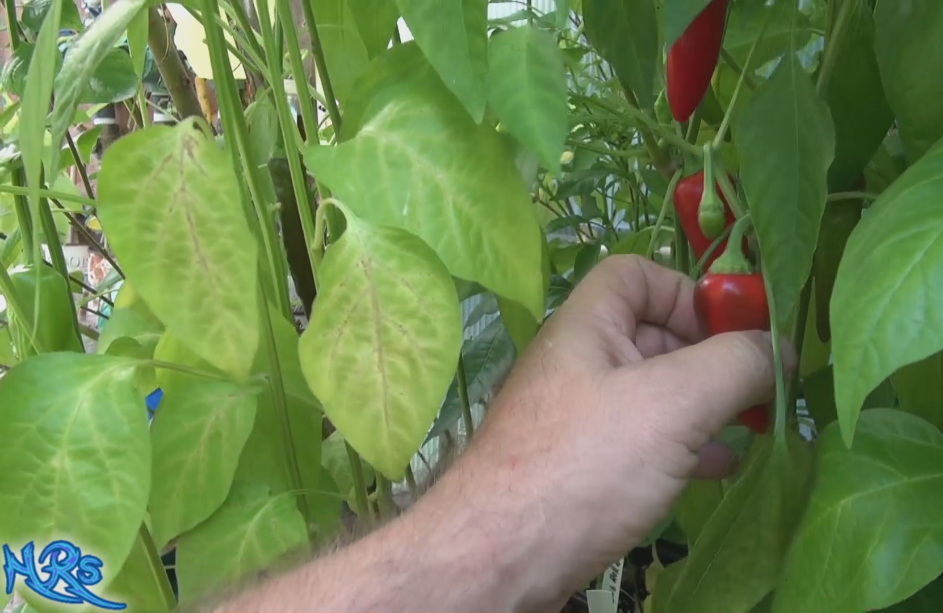 Here is the Harbiye Pepper, Capsicum annuum, Scoville units: 20,000 ~ 50,000 SHU. The Harbiye Pepper originates from a town i