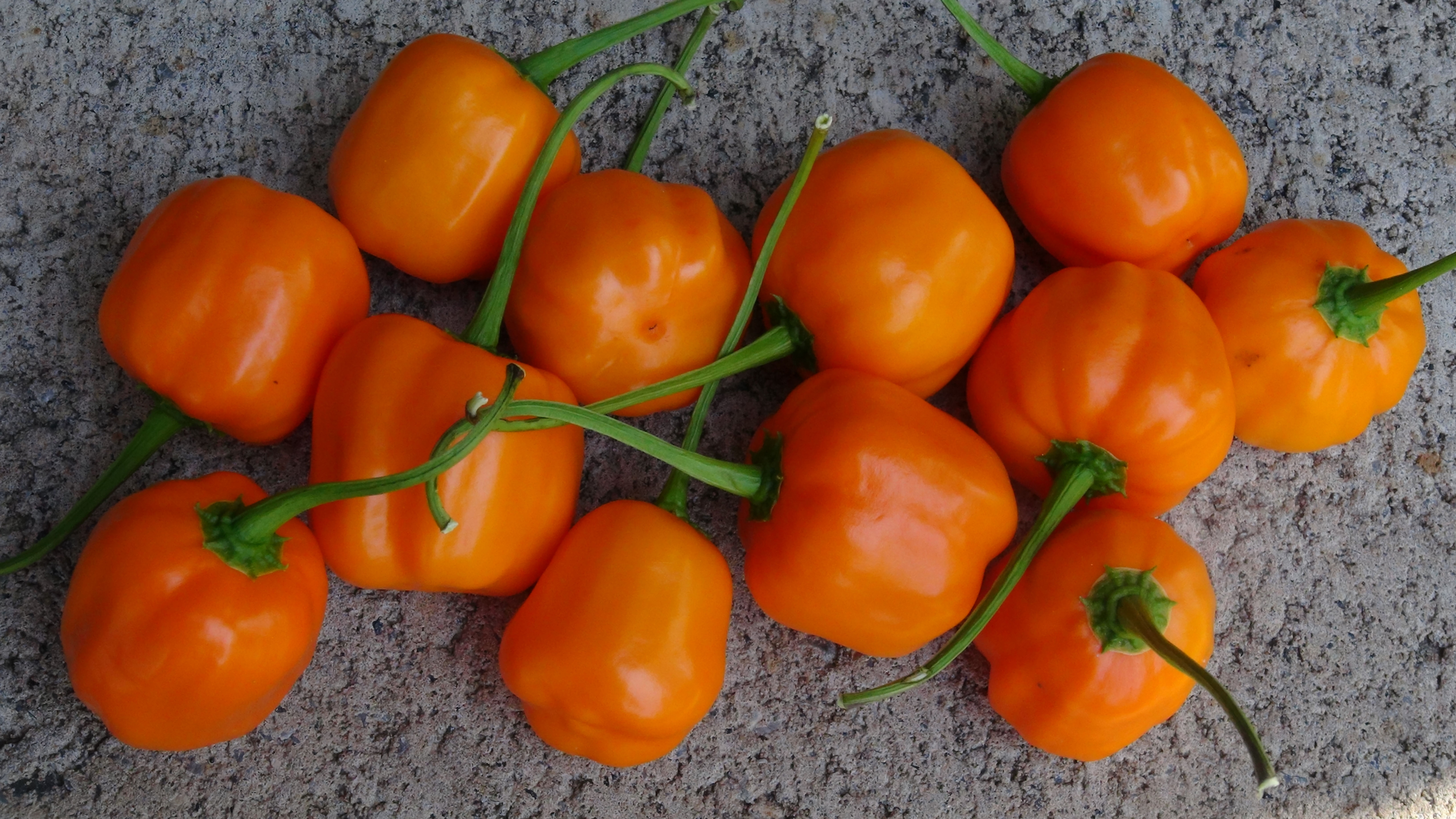 Here is the Aji Calabaza Pepper, Capsicum baccatum,  Scoville units: 800 SHU. This pepper was created by Pepperlover in 2014.