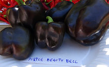 Purple Beauty Bell Pepper