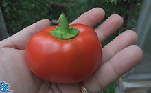 Topepo rosso pepper