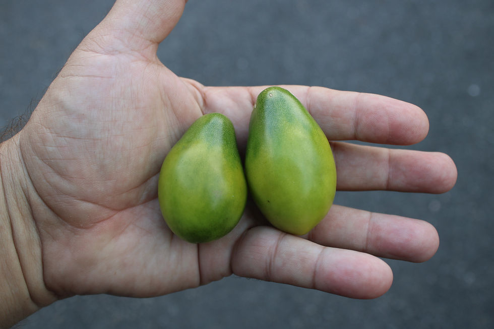 Thumbnail: Here is the Emerald Pear Tomato, Solanum lycopersicum. This heirloom tomato originates from China an is also known as Izumrad