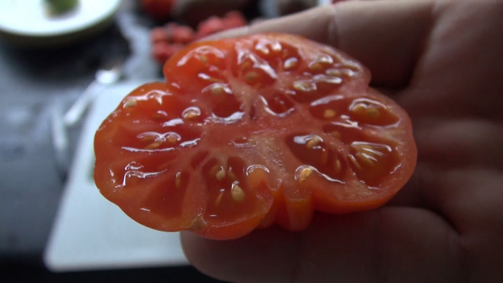 Here is the Costoluto Genovese Tomato, Solanum lycopersicum, This tomato is an old world Italian tomato dating back to the 18
