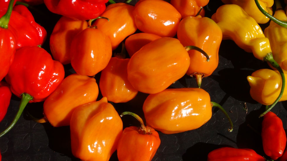Thumbnail: Here is the BBG7 MAMP Orange Pepper (Mojo Addicted Mutation Pepper), Capsicum chinense, Scoville units: 300,000 ~ 750,000+ SH