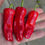 Thumbnail: Here is the Greek Pepperoncini Pepper, Capsicum annuum, Scoville units: 100 ~ 600 SHU. This variety originates from Greece bu