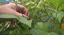Here is the Pequin Chile Pepper, Capsicum annuum var. glabriusculum, Scoville units: 58,000 SHU. These plants can get to 6 feet tall and 3 feet wide. Small fruits are borne abundantly on semi-annual plants that in warmer climates, can survive for several years. Tiny Chile's usually only 1 inch long and extremely hot is one of the hottest chilies available. The Pequin (meaning little) is a common Chile used for ultra-spicy dishes. Closely related to the wild Tepin Chile. This pepper variety is extremely productive. Open pollinated, 95 days.