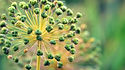Here is the American Flag Leek, Allium ampeloprasum. It is a great classic variety of leek to grow and can get to 2 feet tall with thick blue-green fronds that get very long. This leek is a biennial an great for northern climates and will seed on their second year. They have long stalks about 2 inches thick with an amazing flavor. They are considered a over winter variety. We find this variety really good in soups and stir fry's but can be eaten in fresh salads. They are Insect an disease resistant Open pollinated 65 80 days.