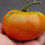 Thumbnail: Here is the Ponderosa Red Tomato Solanum lycopersicum. It is also known as the Ponderosa Scarlet tomato.  Grown in the U.S. s