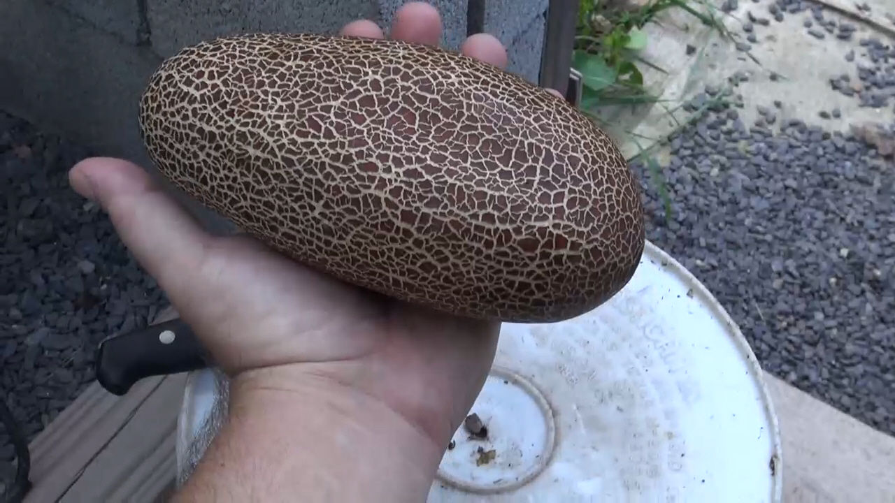 Here is the Sikkim Cucumber, Cucumis sativus var. sikkimensis. This cucumber variety is grown in the Himalayas of Sikkim and