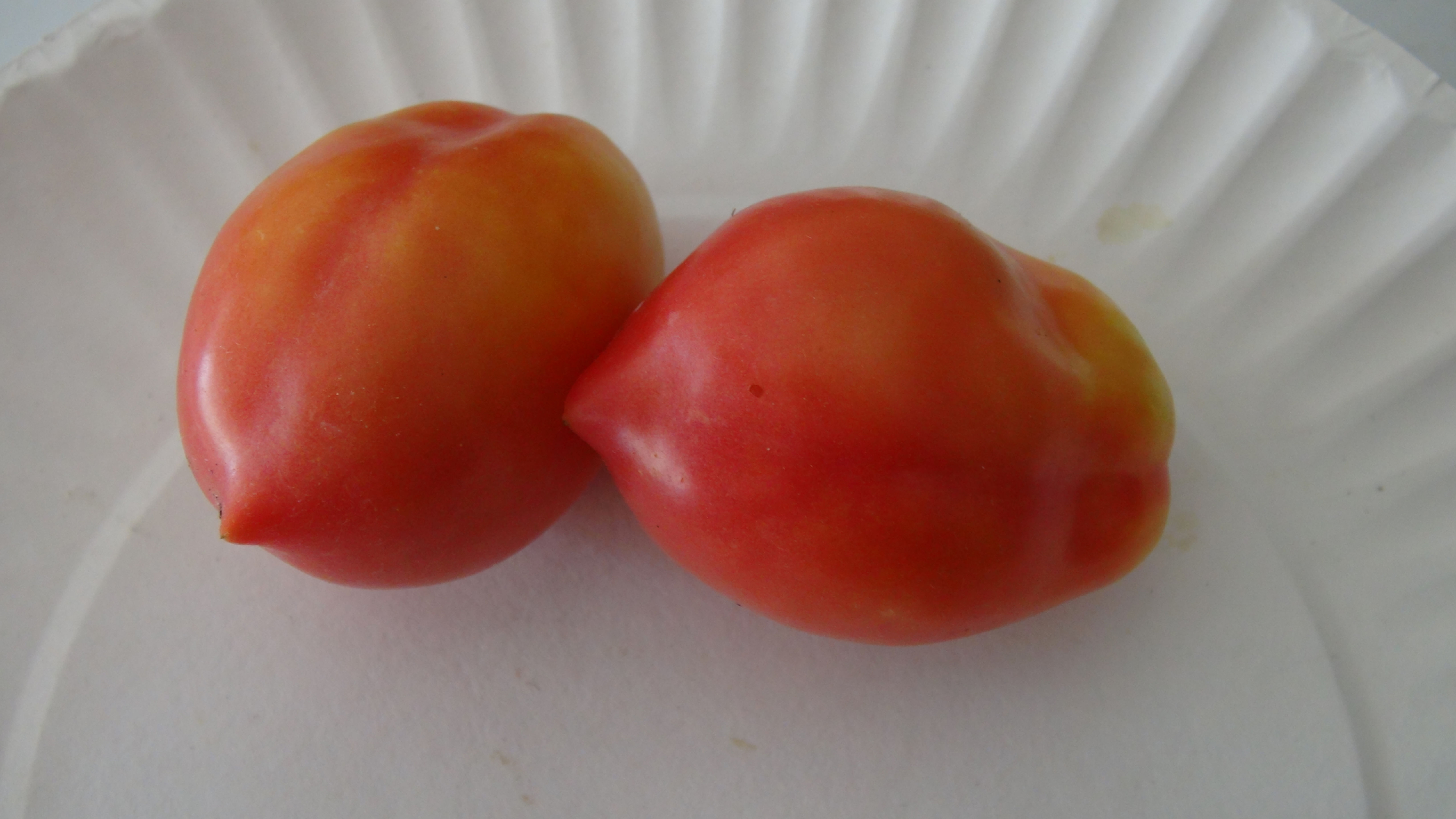 Here is the Campana Canestrino Tomato, Solanum lycopersicum. This tomato originates from Tuscany region of central Italy. The