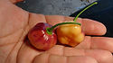 Here is the CGN 21500 Pepper, Capsicum chinense, Scoville units: 1,400 to 18,000+ SHU. This rare and exotic pepper originates from Brazil. The strange pepper is very similar to Roxa family of peppers and taste similar to them. The pods get to around 1.25 to 1.75 inches across and has a rich fruity flavor that is somewhat short lived. Fruits start out cream in color with over shadowing of purple speckled with spots and turn to a peach colored base when fully ripe. Plants can get to 3+ feet tall and tend to be a medium sized plant but if pruned and potted they tend to stay small like 2 feet tall and bushy. Pods have an amazing flavor with a very nice uniqueness and medium to low heat with sweetness that is very satisfying. Some peppers may be very hot so be careful! These make a great sauce and adding to your pickling recipes as well as holds up well when frying. It's also good for fresh eating too! Very rare variety! Open pollinated 77 to 87 days.
