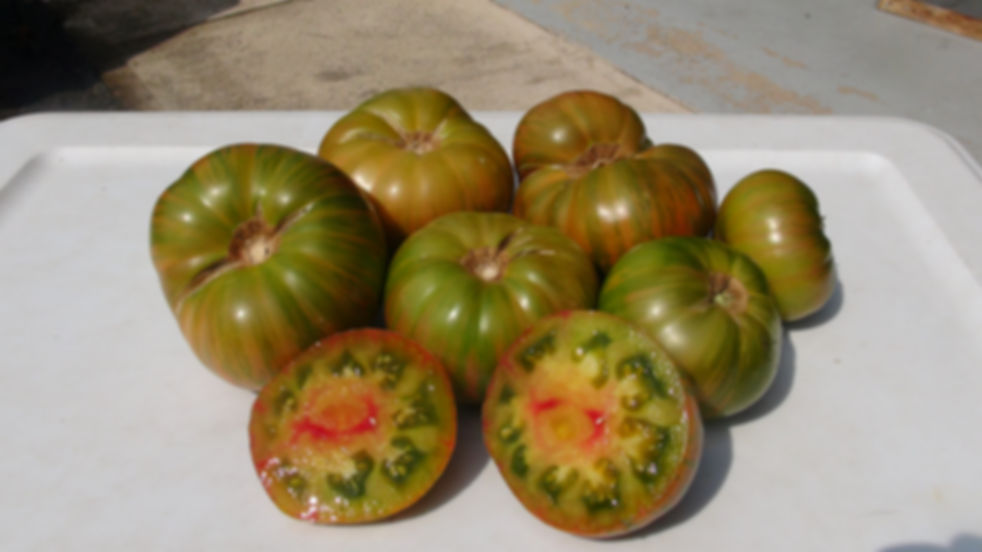 Here is the Dwarf Peppermint Stripes Tomato, Solanum lycopersicum. This variety of tomato originates from the USA and was cre