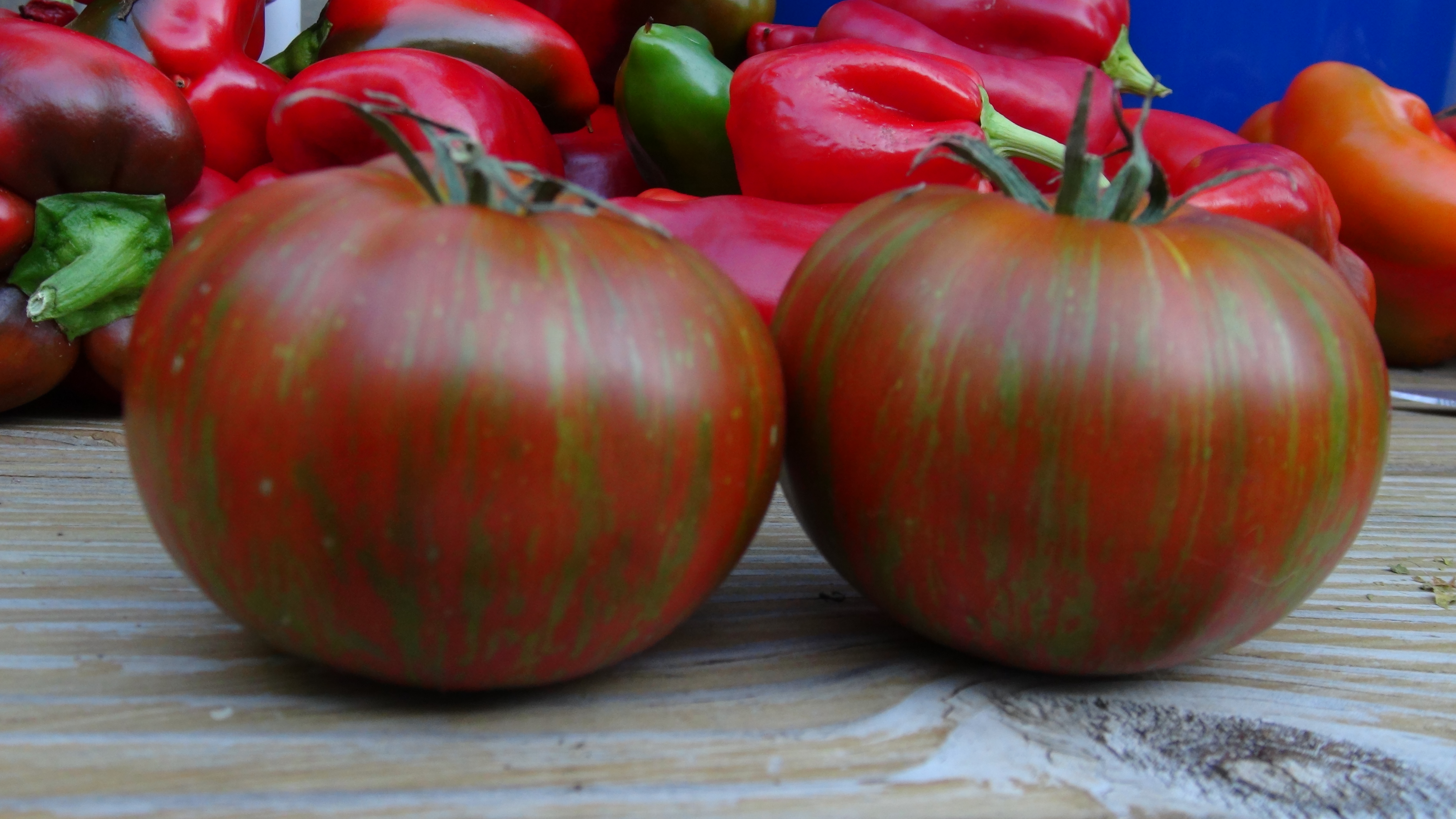 томат винтаж отзывы фото урожайность. сорт томата винтейдж вайн. томат нина. томат оаксаканская драгоценность. сорт томатов буржуй.