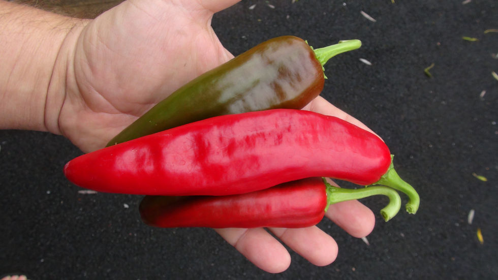 Thumbnail: Here is the Lunca Pepper, Capsicum annuum, Scoville units: 000 SHU. This sweet pepper originates from the Lunca regions of Ro