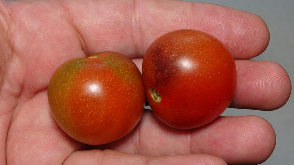 Here is the J&L Midnight Select Tomato, Solanum lycopersicum. This tomato originates from Española New Mexico, USA. The fruit