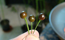 Here is the Cappuccino Chilitepin Pepper, Capsicum annuum var. glabriusculum, Scoville units: 60,000 to 100,000 SHU. The Cappuccino Chilitepin Pepper originates from Sonorah, Arizona to Texas USA to Northern Mexico. This pepper has a high heat with fruit getting to 3/8 inch round and turns from green to brown skin when fully ripe. Plants can get to 3.5+ feet tall and tend to be a semi bushy plant but if pruned they tend to stay smaller. Pods have a hot wild annuum pepper flavor with a very nice smoothness that is very satisfying and works with any dish! These go great in salads, cooking and rice & beans! A must grow for any chef, cook or collector! Open pollinated, late season, green to cappuccino, perennial, easy grow, 95 to 140+ days to overwintering for many years. LOT# 5 SEC1A TAG# 314-2022