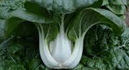 Extra Dwarf Pak Choy