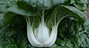 Extra Dwarf Pak Choy