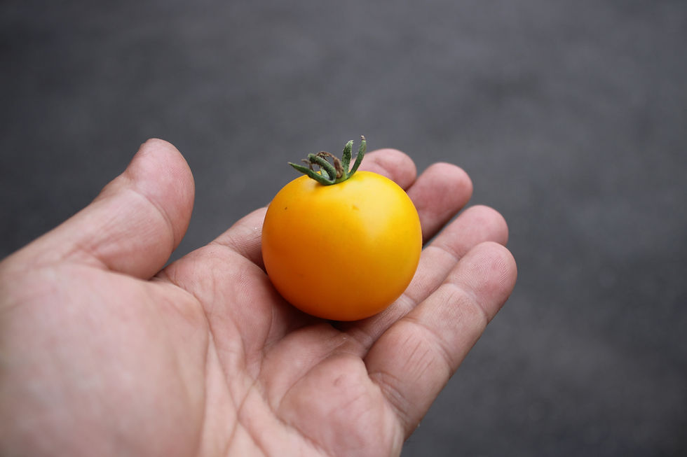 Thumbnail: Here is the Golden Alatau Tomato, Solanum lycopersicum. This tomato originates from Russia, an created by Sibsad. The fruits