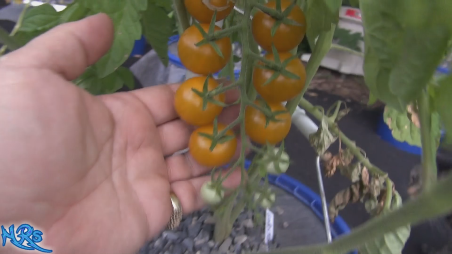 Thumbnail: Gobstopper tomato