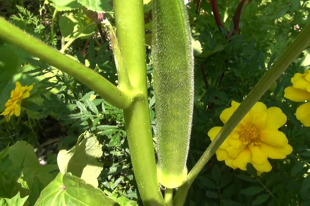 Emerald Green Okra hrseeds