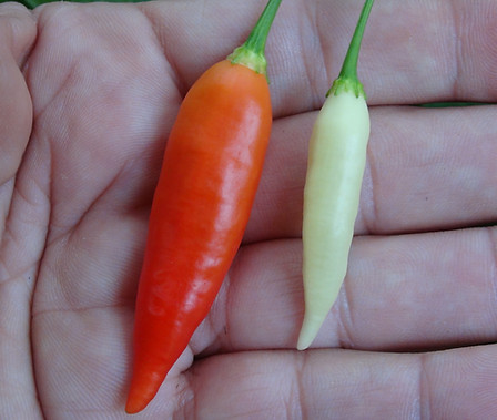 Here is the Aji Omnicolor Pepper, PI 215739, CGN 22141, Capsicum baccatum, Scoville units: 30,000 to 50,000 SHU. This pepper originates from Peru. It is an ornamental variety that is edible an quite tasty. Pods start out bone or white in color then turn orange and finally to a deep dark orange or red color when fully ripe. Plants can get to 3 feet tall but they get wider more then tall getting to as wide as 4 feet and produce hundreds of fruits per plant. Pods have an amazing baccatum flavor with a very nice glowing burn that don't go away very fast! Even tho this pepper is rated very high on the scoville scale we feel it is much lower in heat more like a cayenne but with the taste of a baccatum. Excellent for drying and making ristras! Open pollinated 78 days.