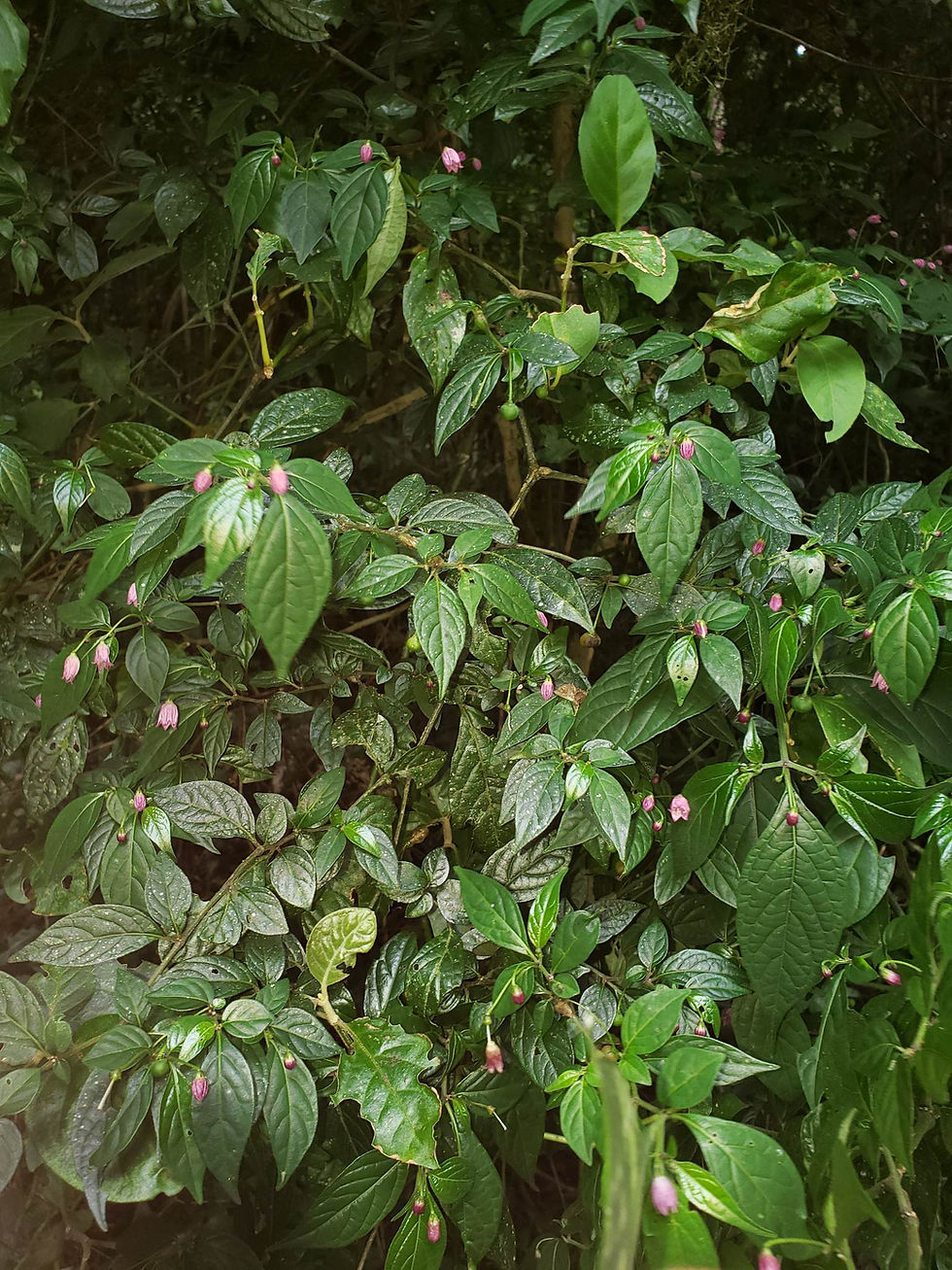 Thumbnail: Here is Capsicum Friburgense Wild Pepper, Scoville Units: Unknown SHU. This pepper originates from South East Brazil specific